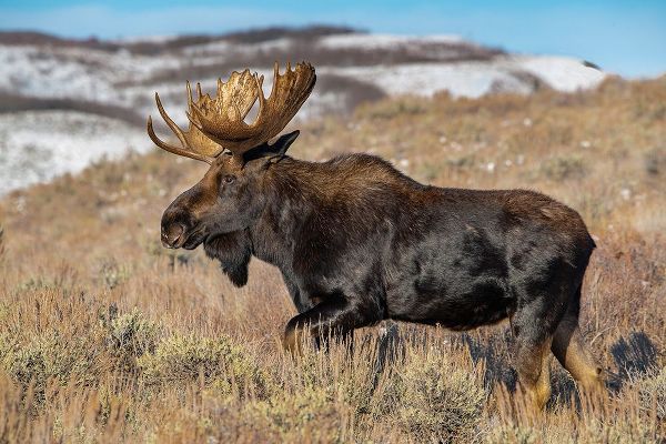 Portrait of Bull moose in sagebrush-Grand Teton National Park-Wyoming